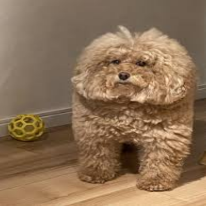 sus dog Roblox decal