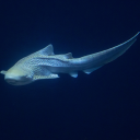 The aquarium
