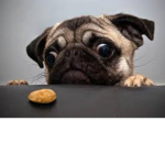 The Pug #########
