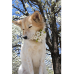 Doggy’s rule