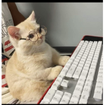 *••oof the cat*••