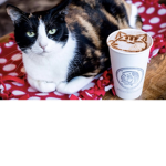 Merkitty Café