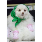 the doggo of the year