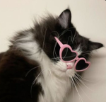 the coolest kitten squad