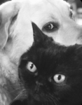 Puppys&Kittys