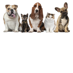dogs vs cats