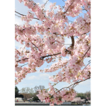 Cherry_Blossoms184