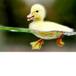 DUCKS ARE THE BEST <3