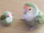 Funni birb group