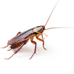 cockroach clan or something