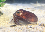 Squid Squaddddddddd