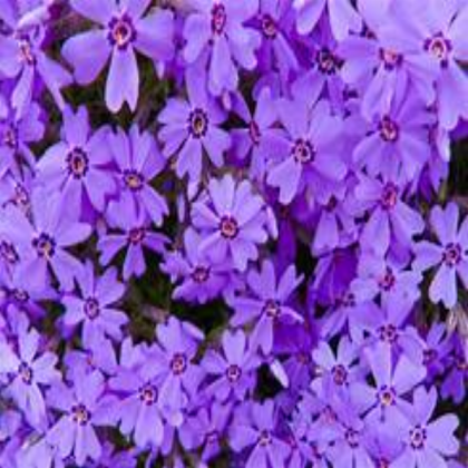 purple aesthetic Roblox decal