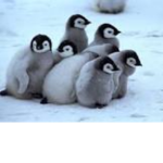 Pengu Army!