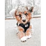 ..clouds.puppie..
