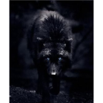 Ice mountin wolf pack rp