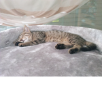 The Cat group (: