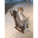 The Royal Society For Squirrel Affairs