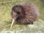 my kiwi’s