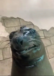 miren a L perro panzon todo chiquito todo panzon