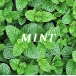 mint clothing mint