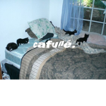 cafuné.