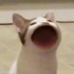 coolpop_cat