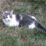 Lenny The Cat