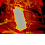 Poo spwad