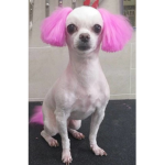 뽀삐해적단