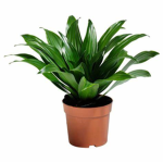Plant's for life