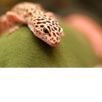 gecko donations
