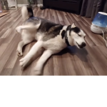 Dog splatters