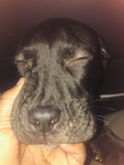 Puppies groups