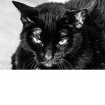 Black cat cuteness