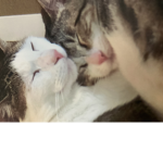 Bobo and Mj