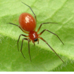Spider Hill