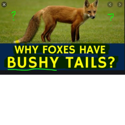 THE BUSHY TAIL FAN GROUP!'s obby