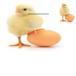Team EGG
