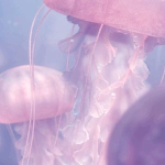 Jellysh