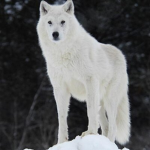 White Wolf Clan