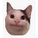 Beluga Cat Cafe