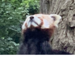 RedPandyXD