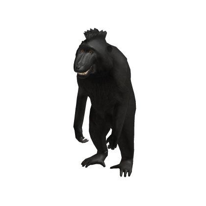 Smiling Monkey Meme Suit