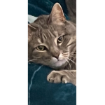 Macy the cat