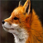 FOX ™