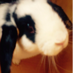 Oreo and Princess