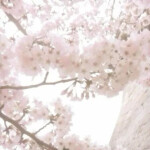 ˚ . ・ 🌸 ・ . ˚ 🪽 ♡