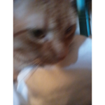 Oliver supremacy