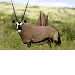 oRyX
