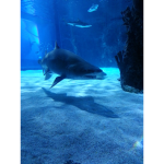 Best group ever shark